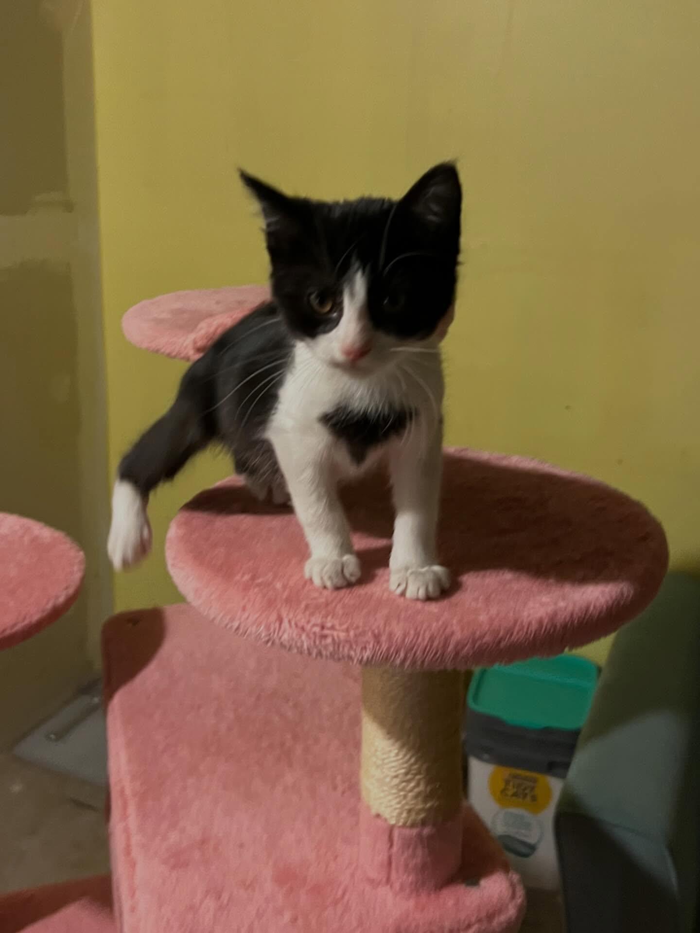 Enlarge Shiloh, a ADOPTABLE Domestic Short Hair in St. Albans, VT image 3/3