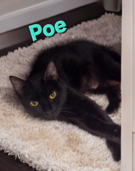 Poe, Adoptable, Young Female Domestic Short Hair.