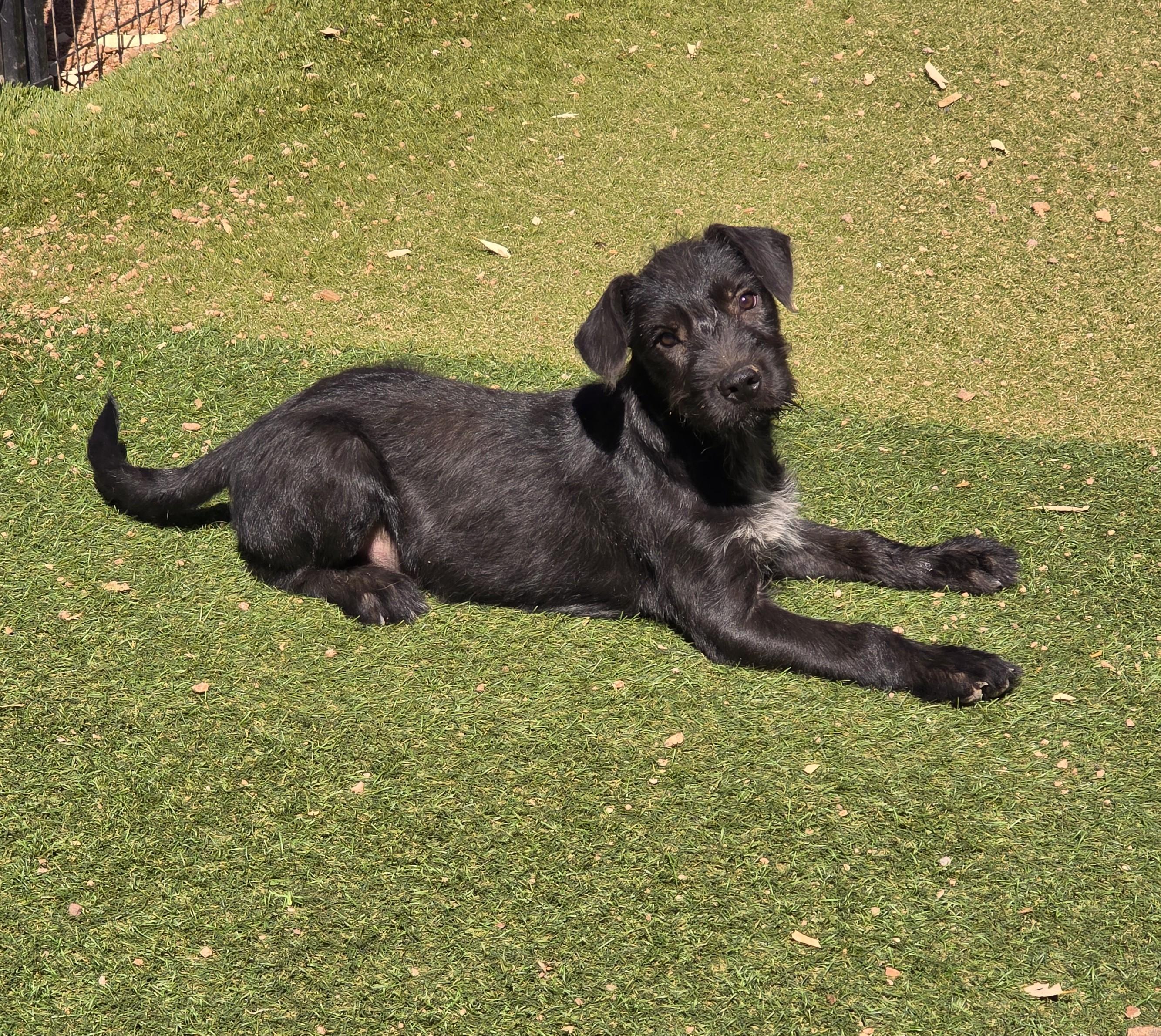 Neal, ADOPTABLE, Puppy Male Terrier & Labrador Retriever.