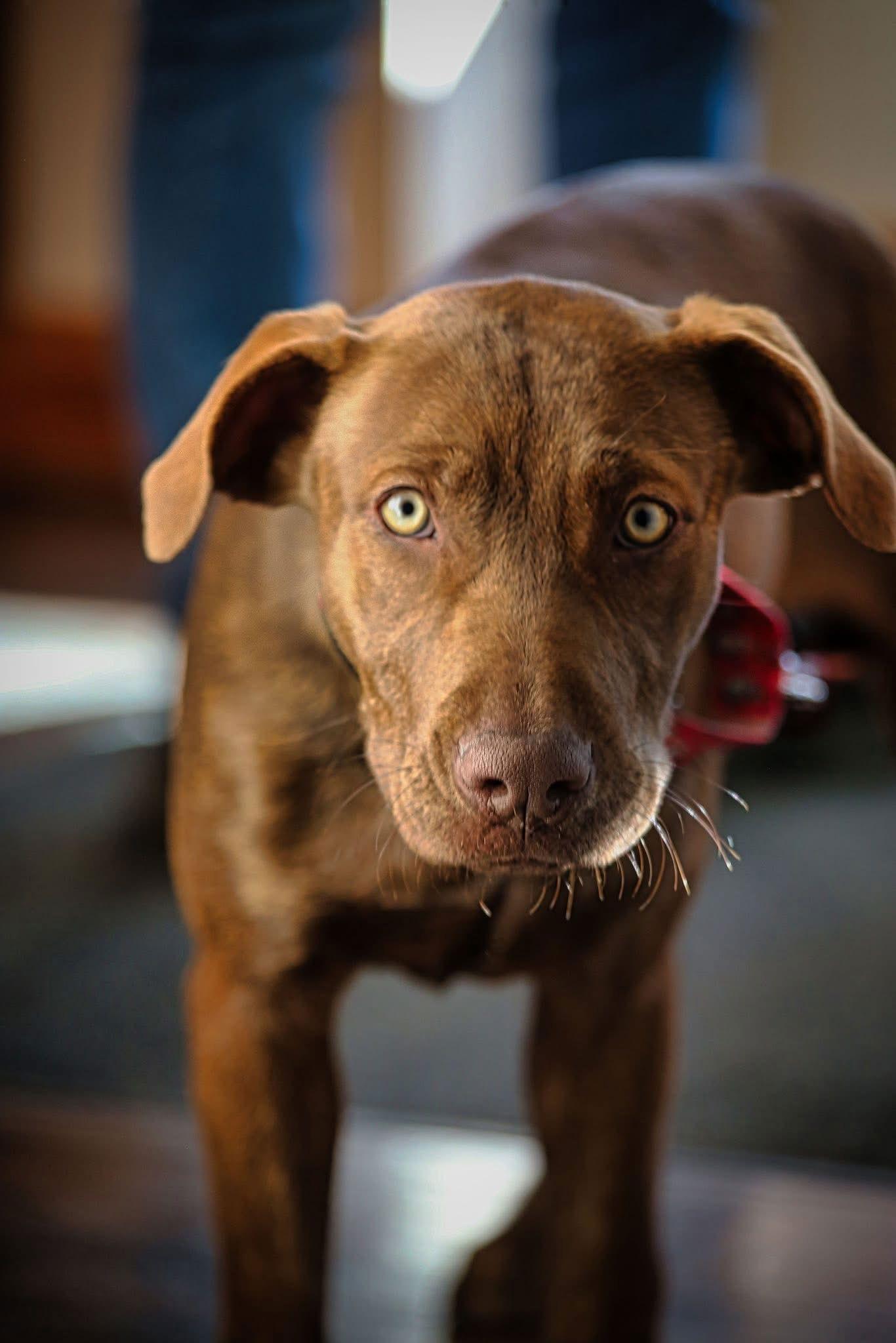 Cocoa, a Adoptable Chocolate Labrador Retriever in Newport, NH image 1/3