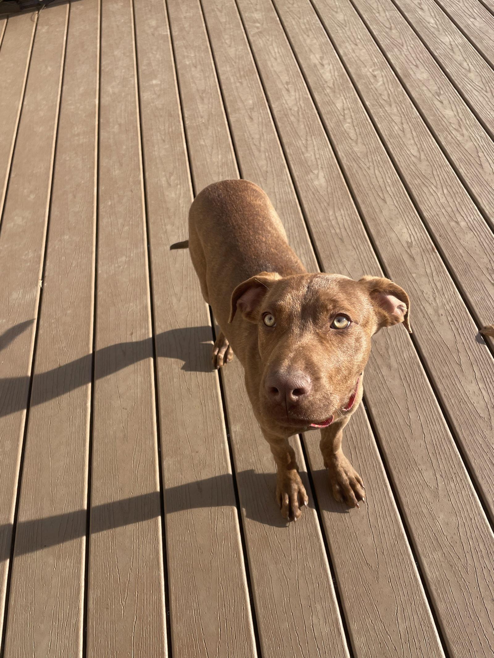 Cocoa, a Adoptable Chocolate Labrador Retriever in Newport, NH image 2/3
