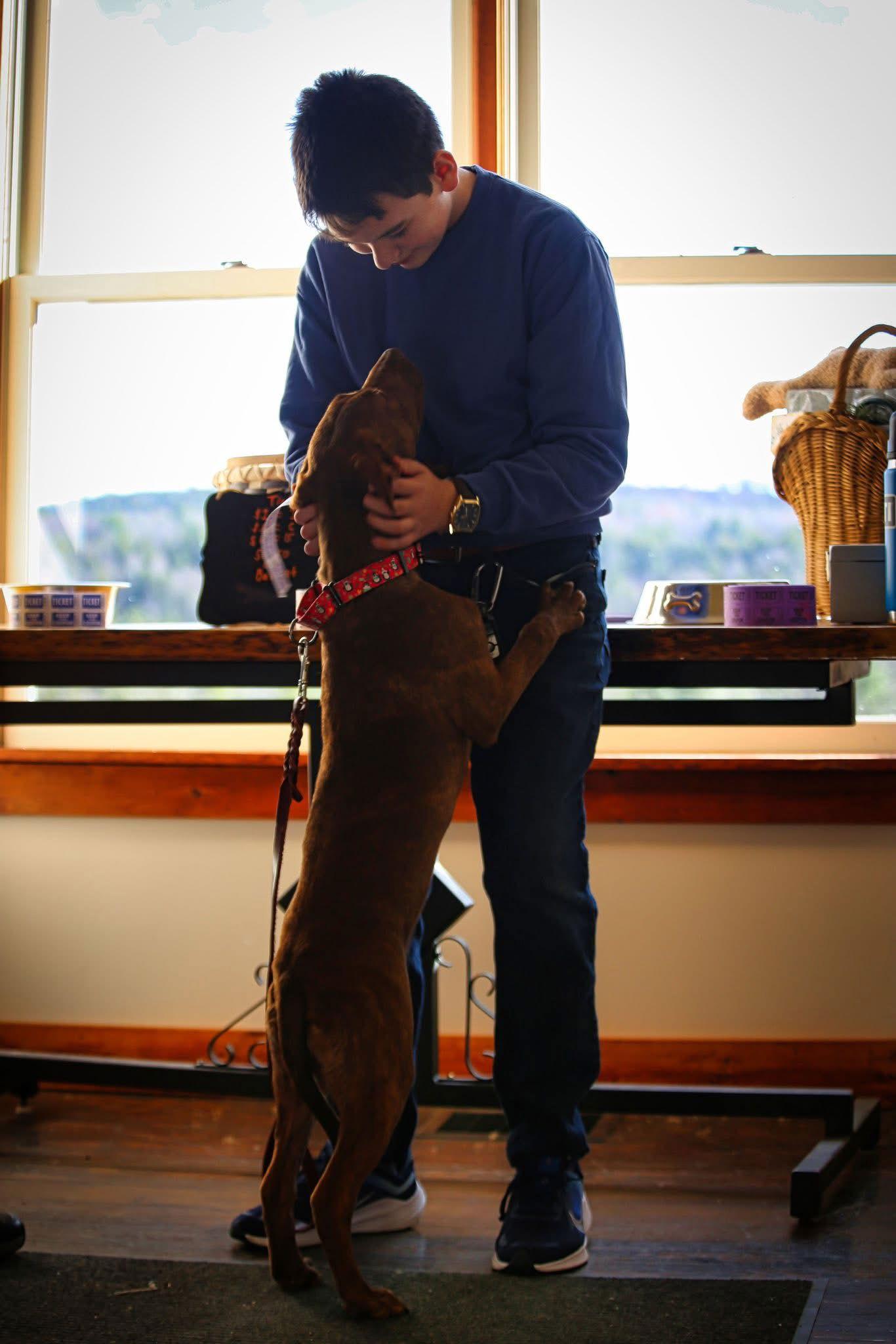 Cocoa, a Adoptable Chocolate Labrador Retriever in Newport, NH image 3/3