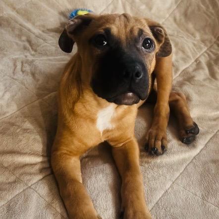 Lois Lane, a Adoptable mixed breed in Crystal, MN image 1/6