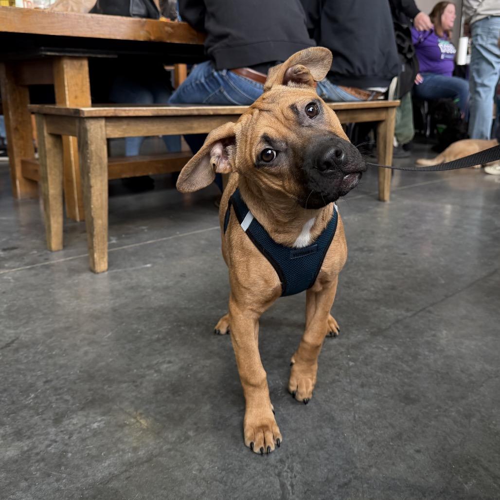 Lois Lane, Adoptable, Young Female American Staffordshire Terrier & Boxer.