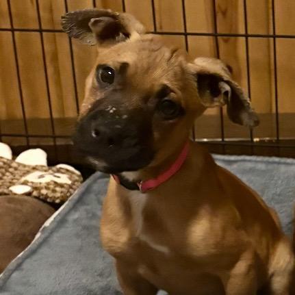 Lois Lane, Adoptable, Puppy Female American Staffordshire Terrier & Boxer.
