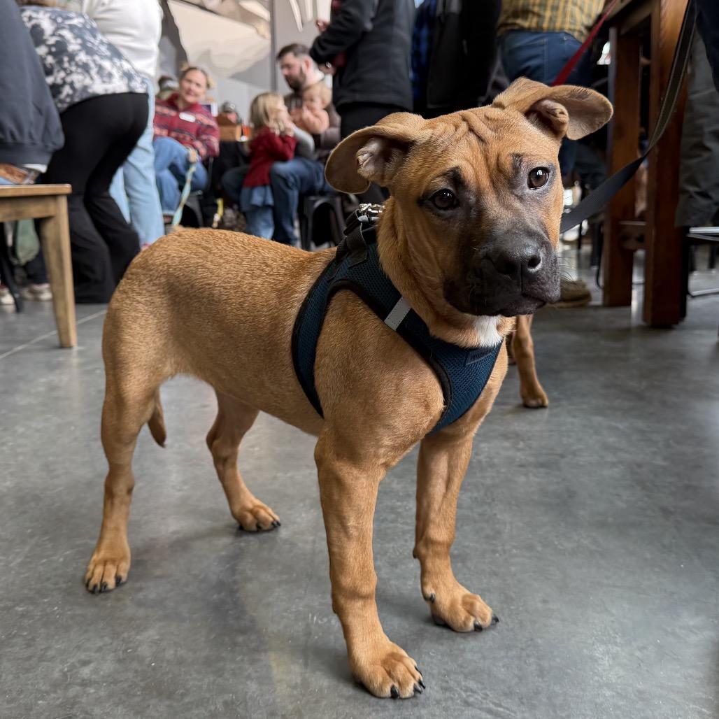 Enlarge Lois Lane, a Adoptable mixed breed in Crystal, MN image 2/6