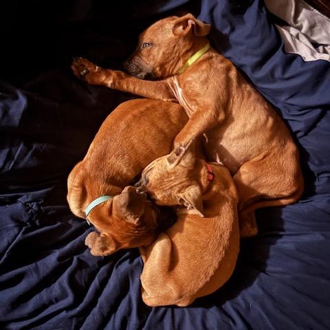 Lois Lane, a Adoptable mixed breed in Crystal, MN image 3/6