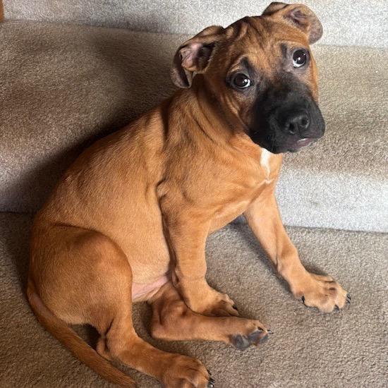 Enlarge Lois Lane, a Adoptable mixed breed in Crystal, MN image 3/6