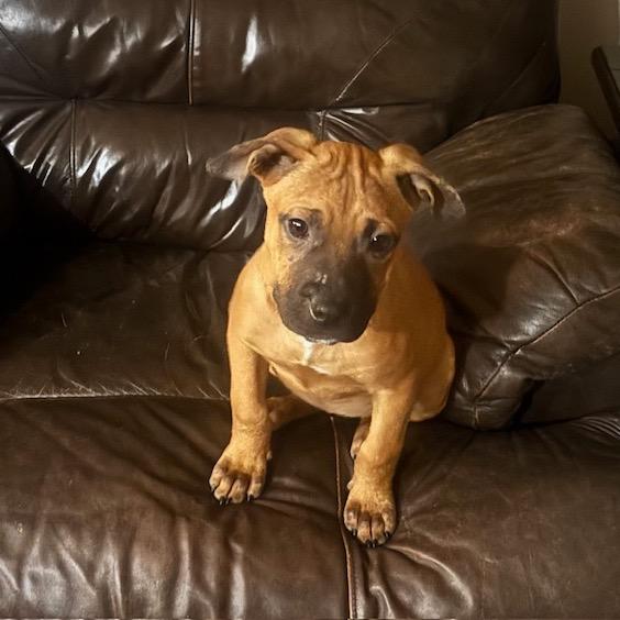 Lois Lane, a Adoptable mixed breed in Crystal, MN image 4/6