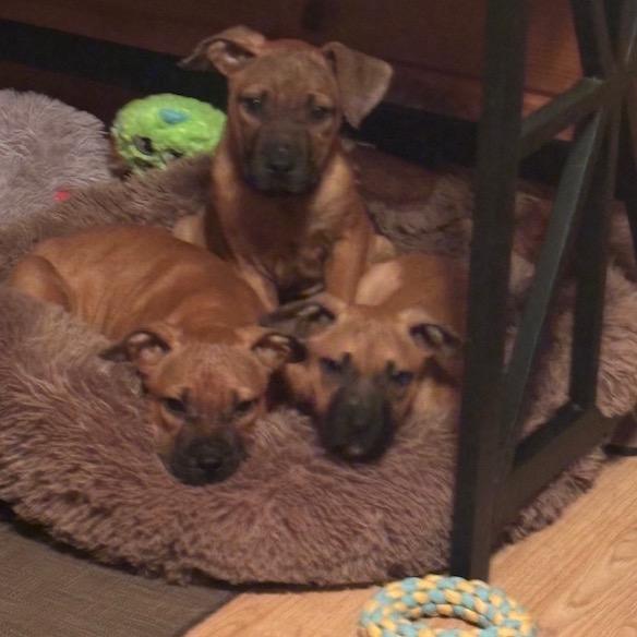 Lois Lane, a Adoptable mixed breed in Crystal, MN image 5/6