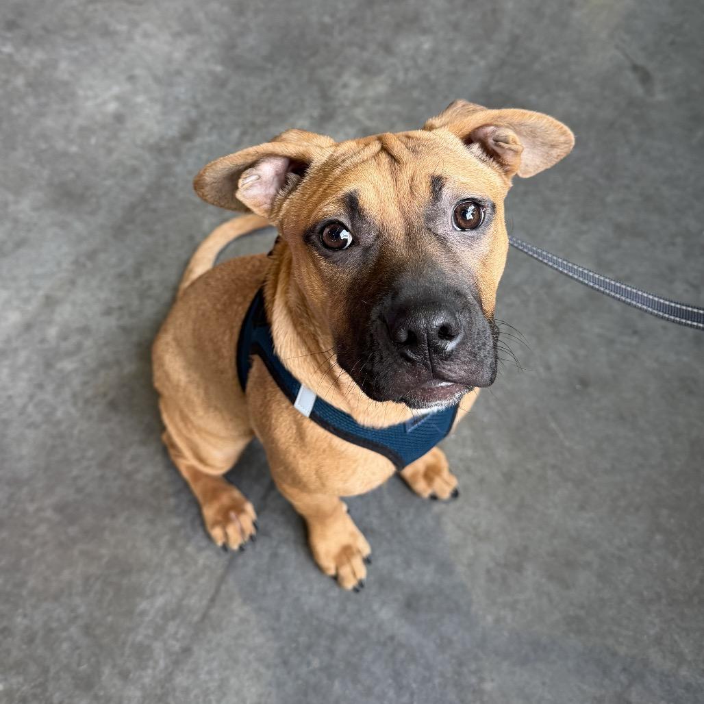 Enlarge Lois Lane, a Adoptable mixed breed in Crystal, MN image 4/6