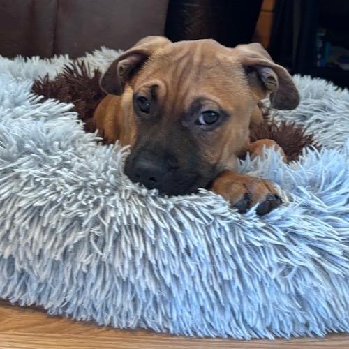 Enlarge Lois Lane, a Adoptable mixed breed in Crystal, MN image 5/6