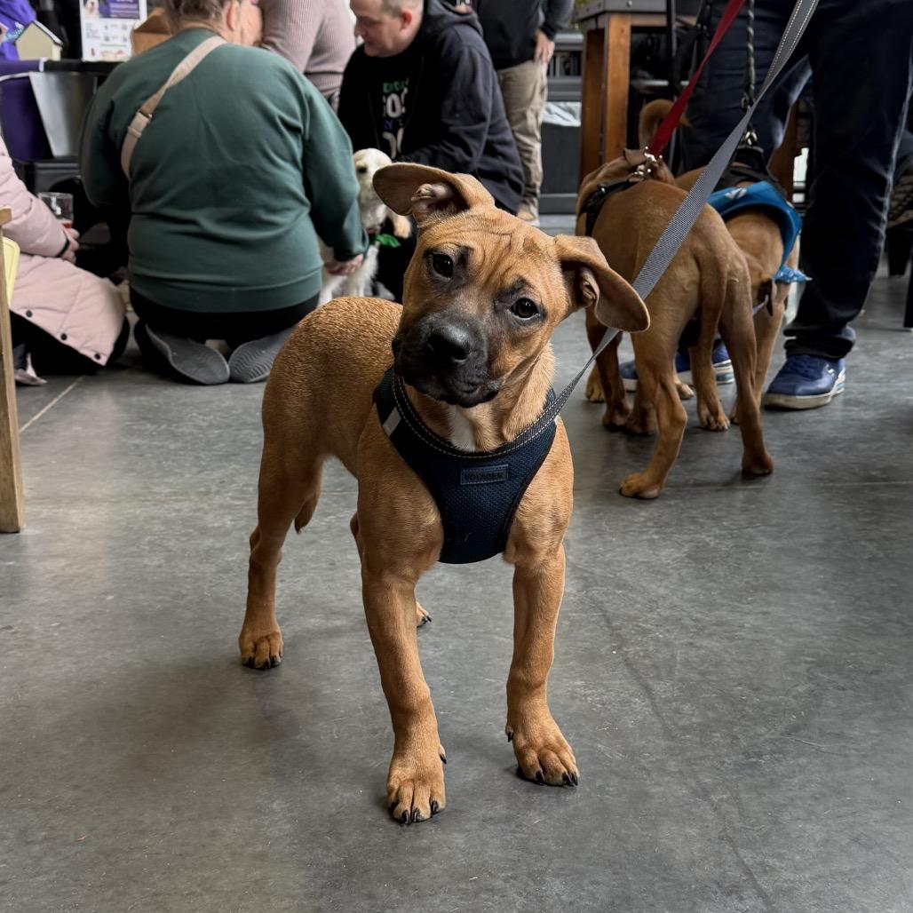 Enlarge Lois Lane, a Adoptable mixed breed in Crystal, MN image 6/6