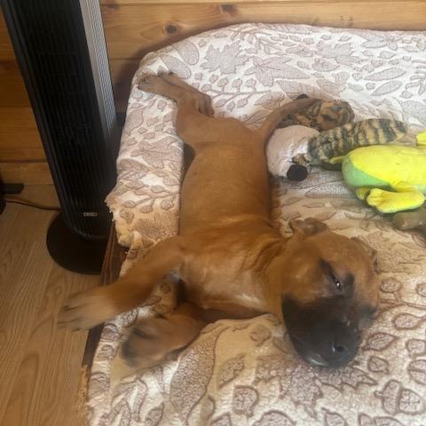 Lois Lane, a Adoptable mixed breed in Crystal, MN image 6/6