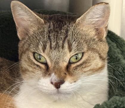 Enlarge Pop Tart, a Adoptable mixed breed in Venice, FL image 1/2