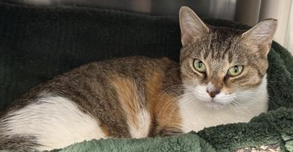 Enlarge Pop Tart, a Adoptable mixed breed in Venice, FL image 2/2