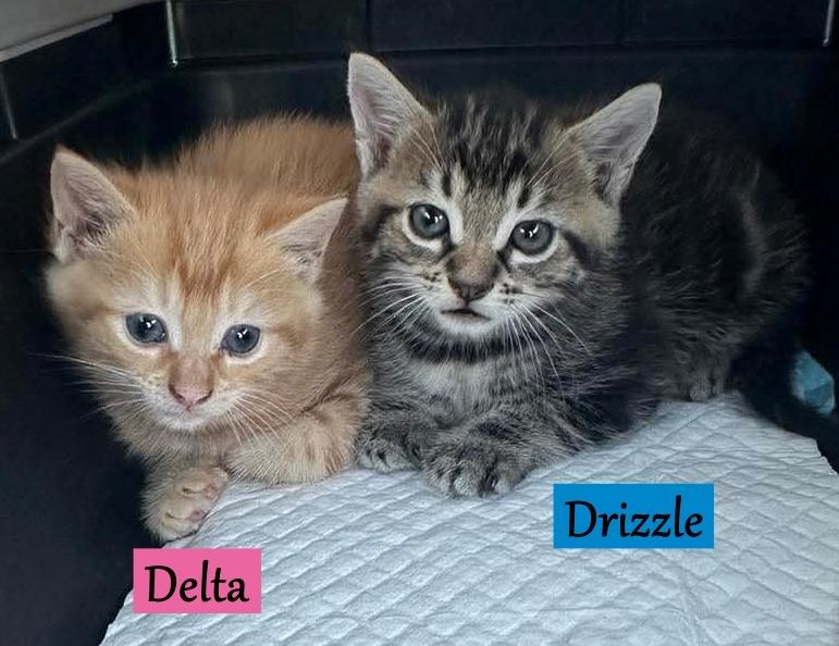 Enlarge Delta  (Princess Donut), a Adopted mixed breed in Hoover , AL image 1/1