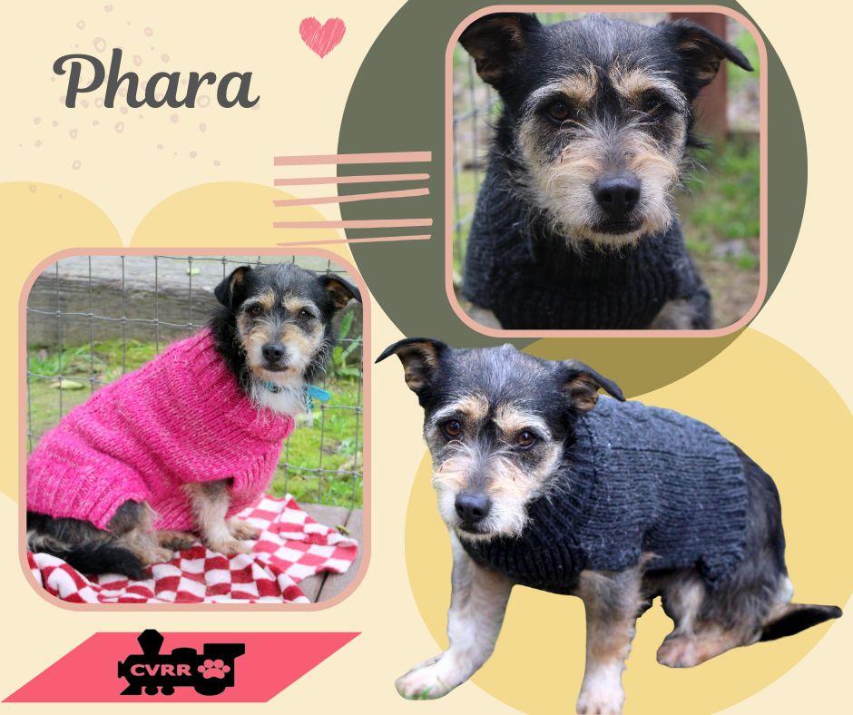 Enlarge Phara, a Adoptable mixed breed in LINDSAY, CA image 1/1