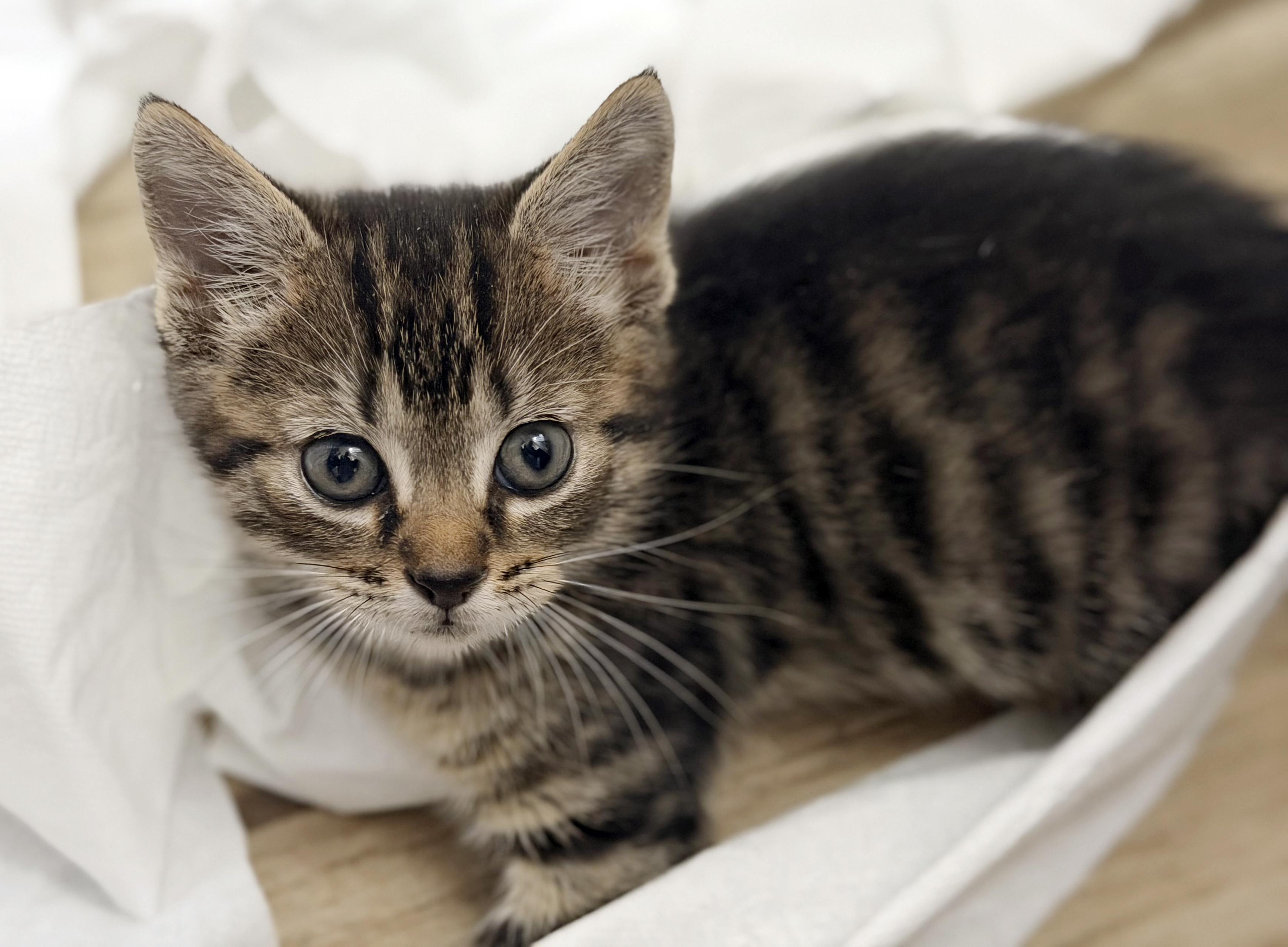 Chunk, adopted, Kitten Male Domestic Short Hair & Tiger.