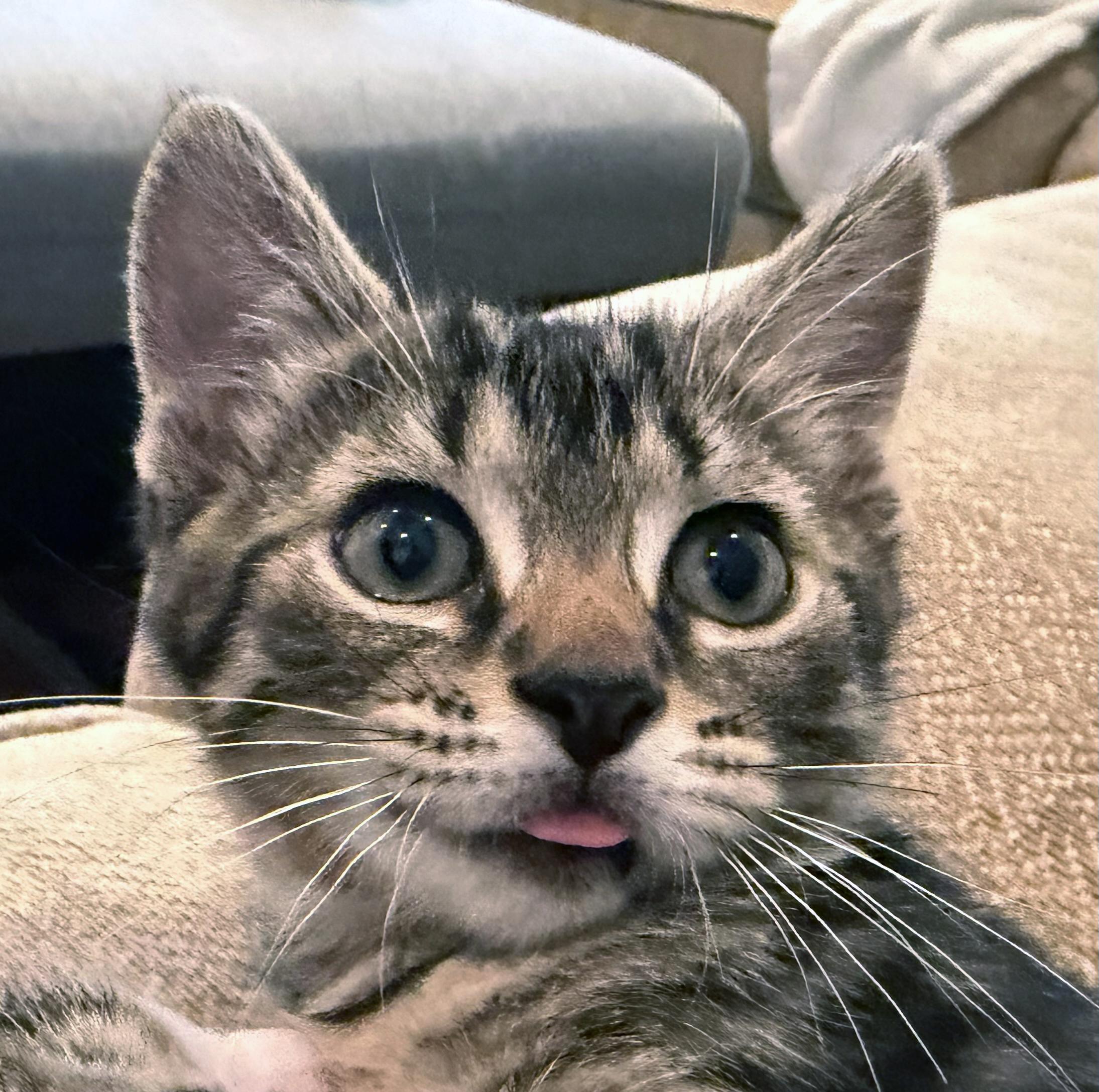 Enlarge Chunk, an adopted mixed breed in Lake Monroe, FL image 4/5