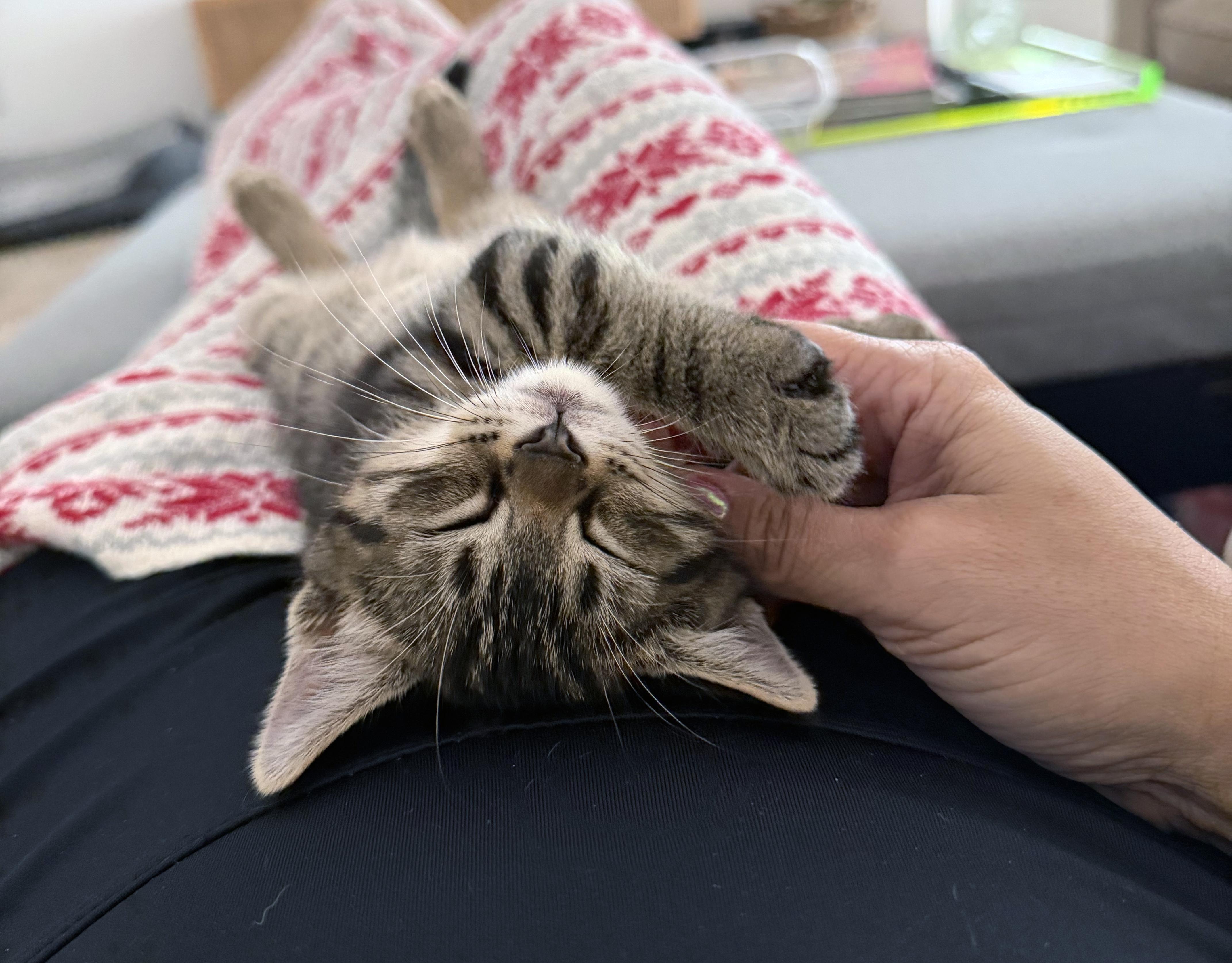 Enlarge Chunk, an adopted mixed breed in Lake Monroe, FL image 3/5
