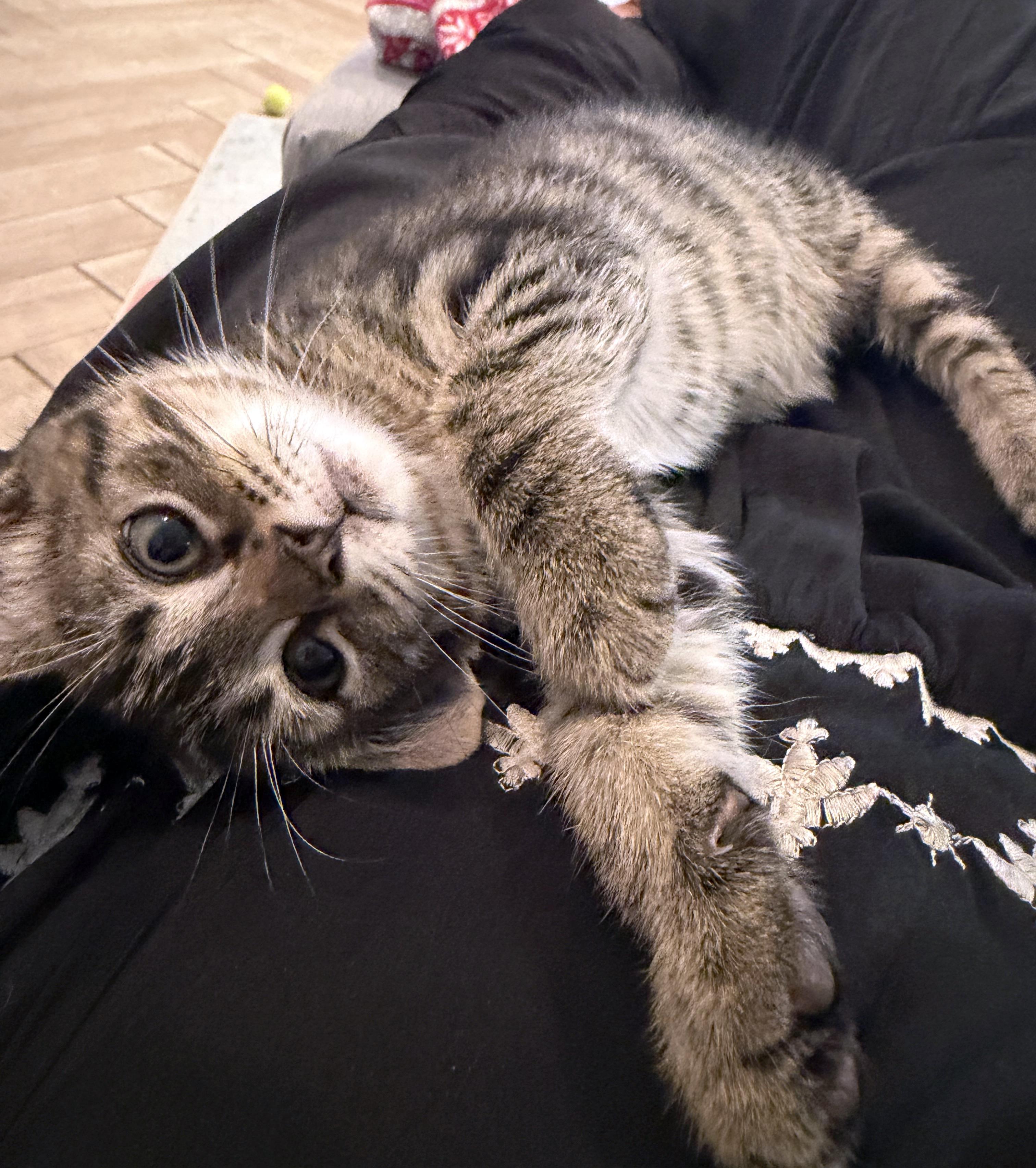 Enlarge Chunk, an adopted mixed breed in Lake Monroe, FL image 5/5