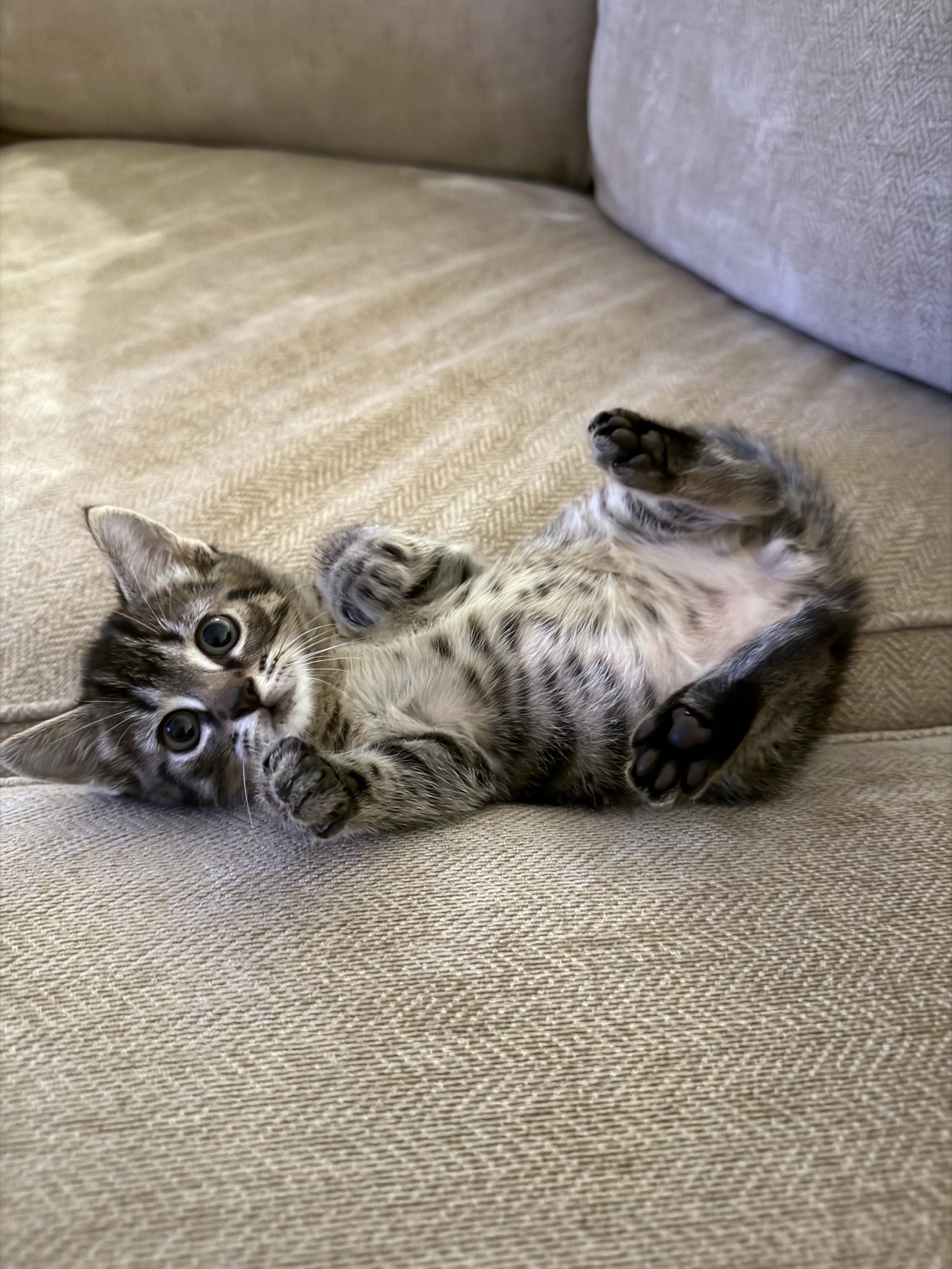 Enlarge Chunk, an adopted mixed breed in Lake Monroe, FL image 2/5