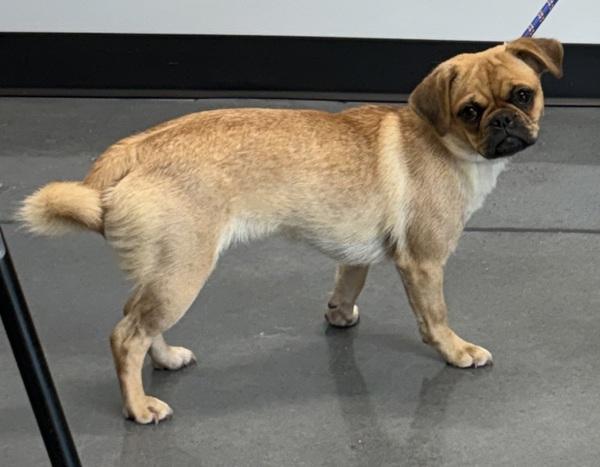 Pen 231 Molly, Adoptable, Young Female Pekingese & Pug.