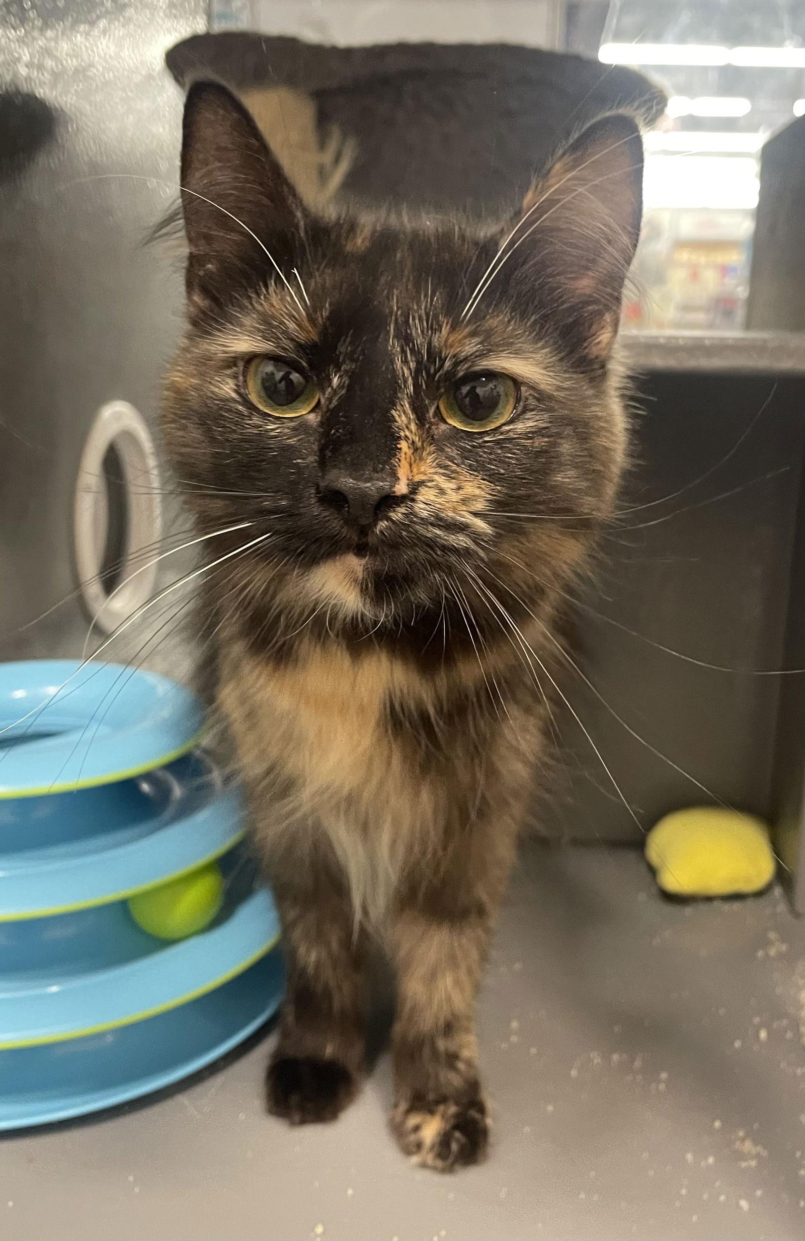 Pavo, a Adoptable Domestic Medium Hair in Los Alamitos, CA image 1/3