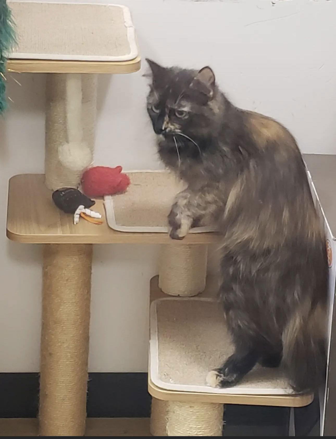 Pavo, a Adoptable Domestic Medium Hair in Los Alamitos, CA image 2/3