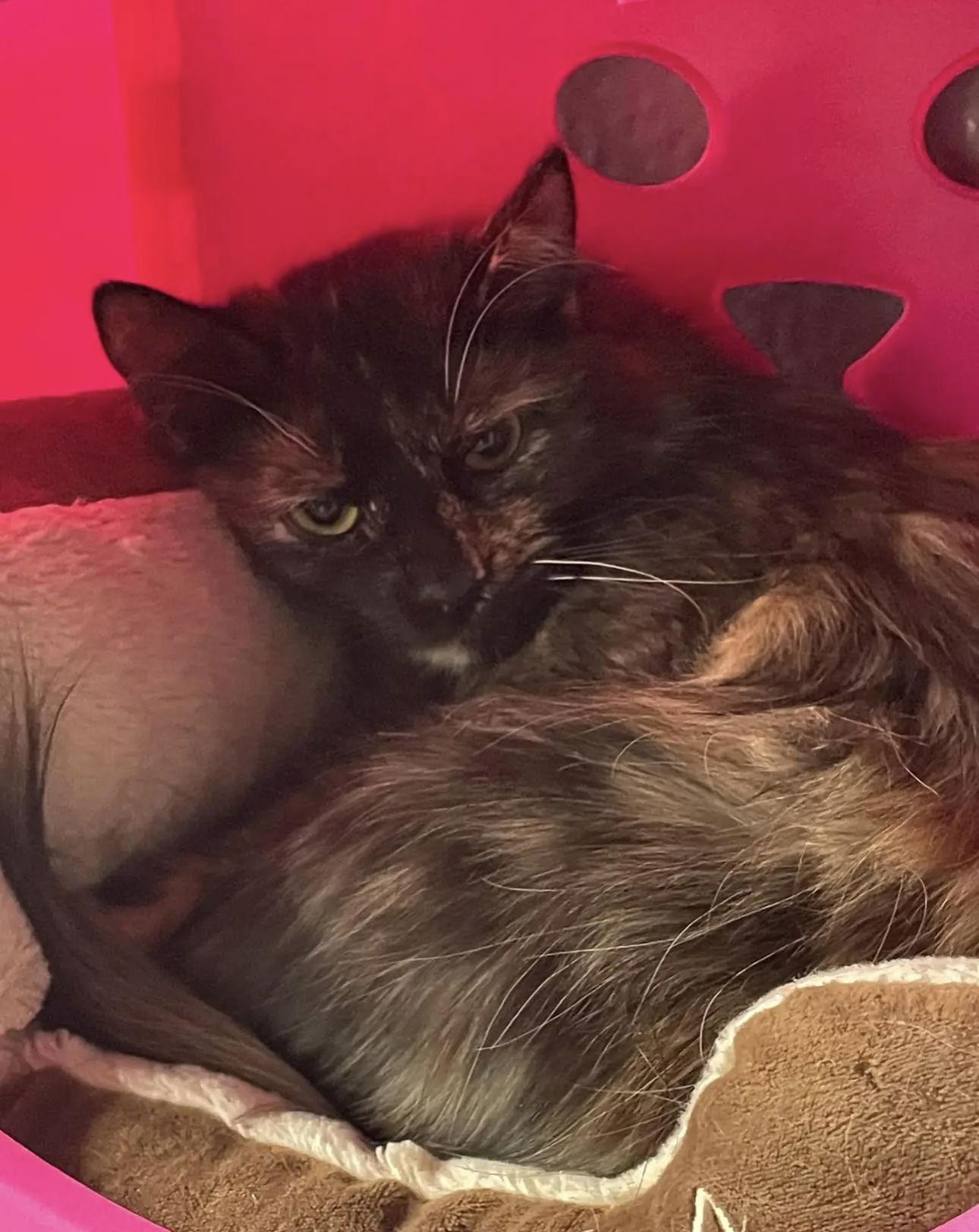 Pavo, a Adoptable Domestic Medium Hair in Los Alamitos, CA image 3/3