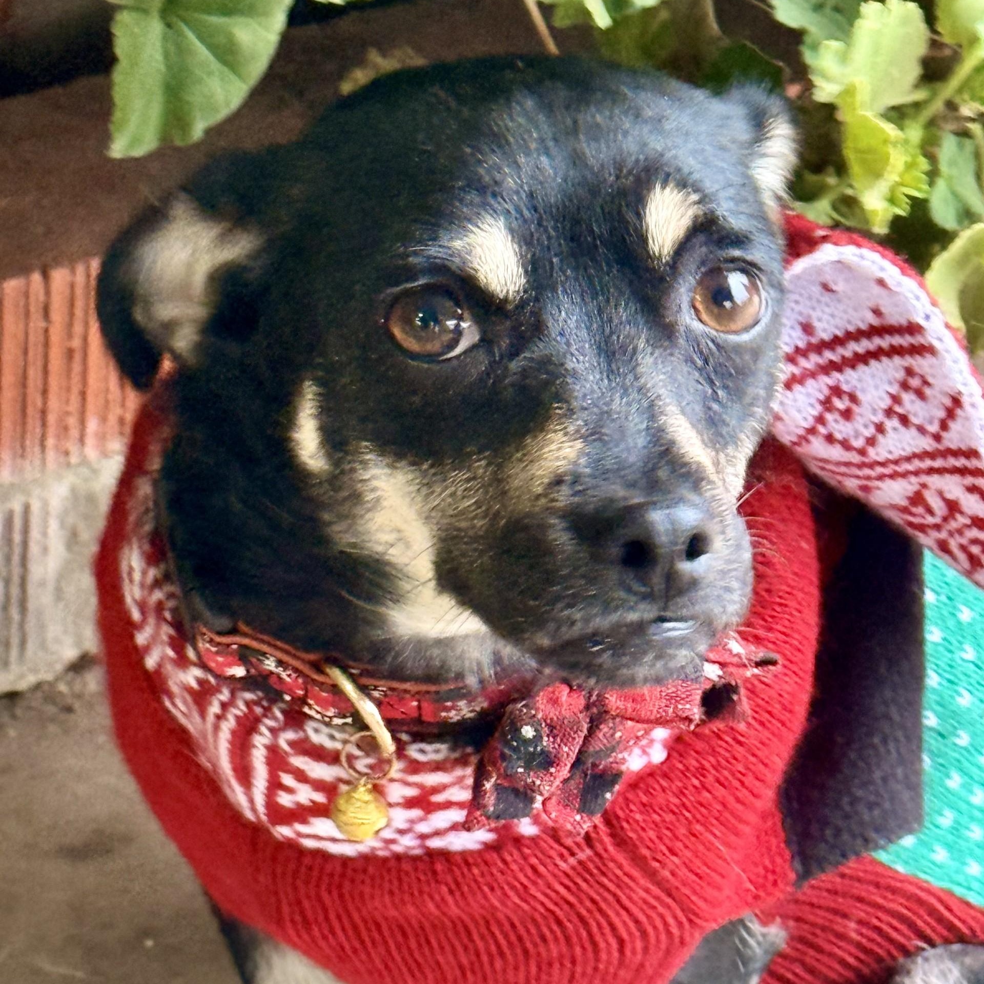 Holly, adopted, Young Female Rat Terrier.