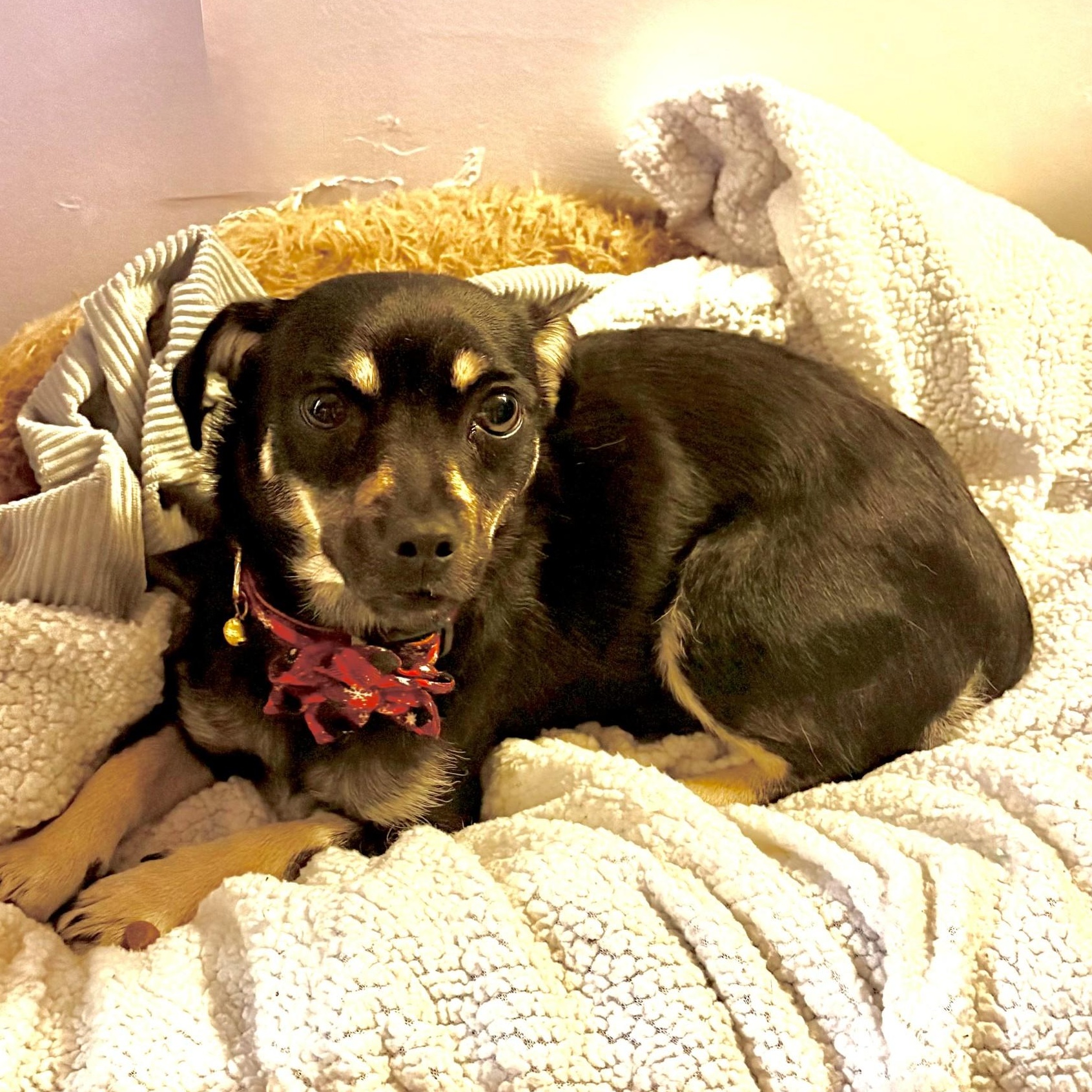 Holly, an adopted mixed breed in modesto, CA image 3/6