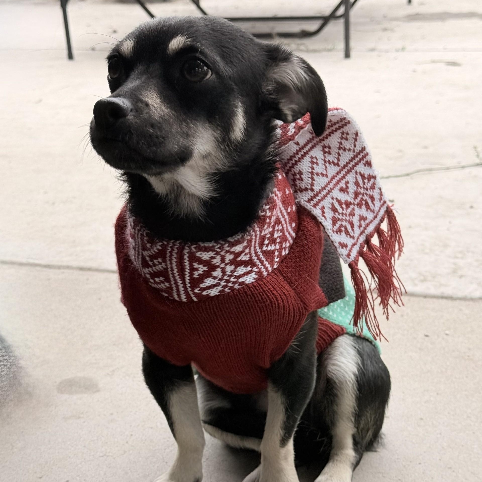Holly, an adopted mixed breed in modesto, CA image 4/6