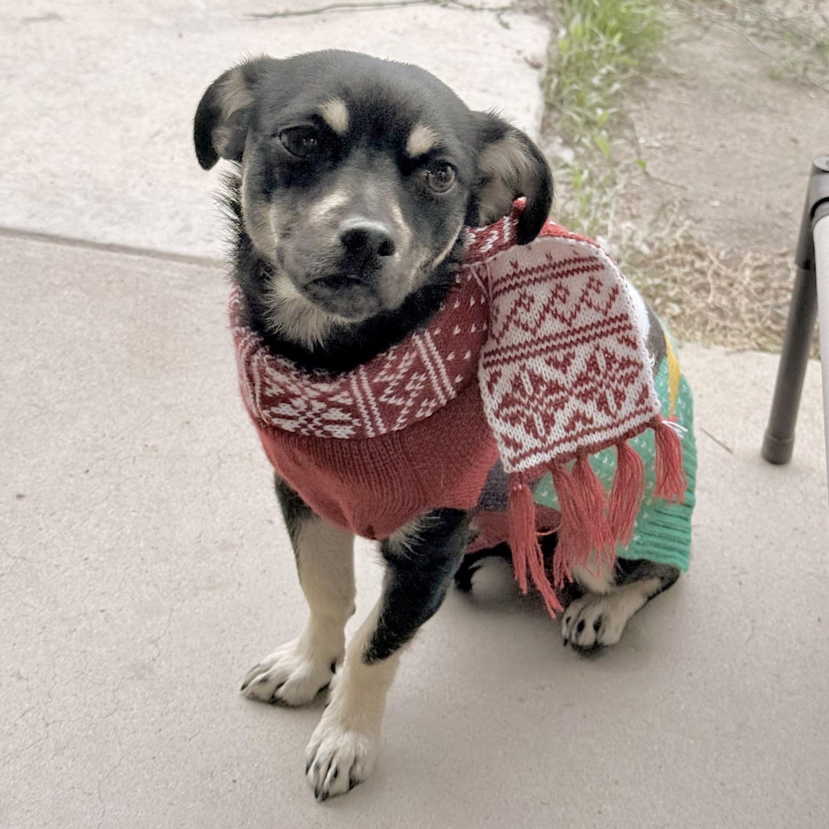 Holly, an adopted mixed breed in modesto, CA image 5/6