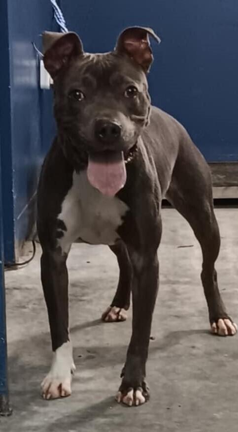 Juno, Adoptable, Adult Female Pit Bull Terrier.