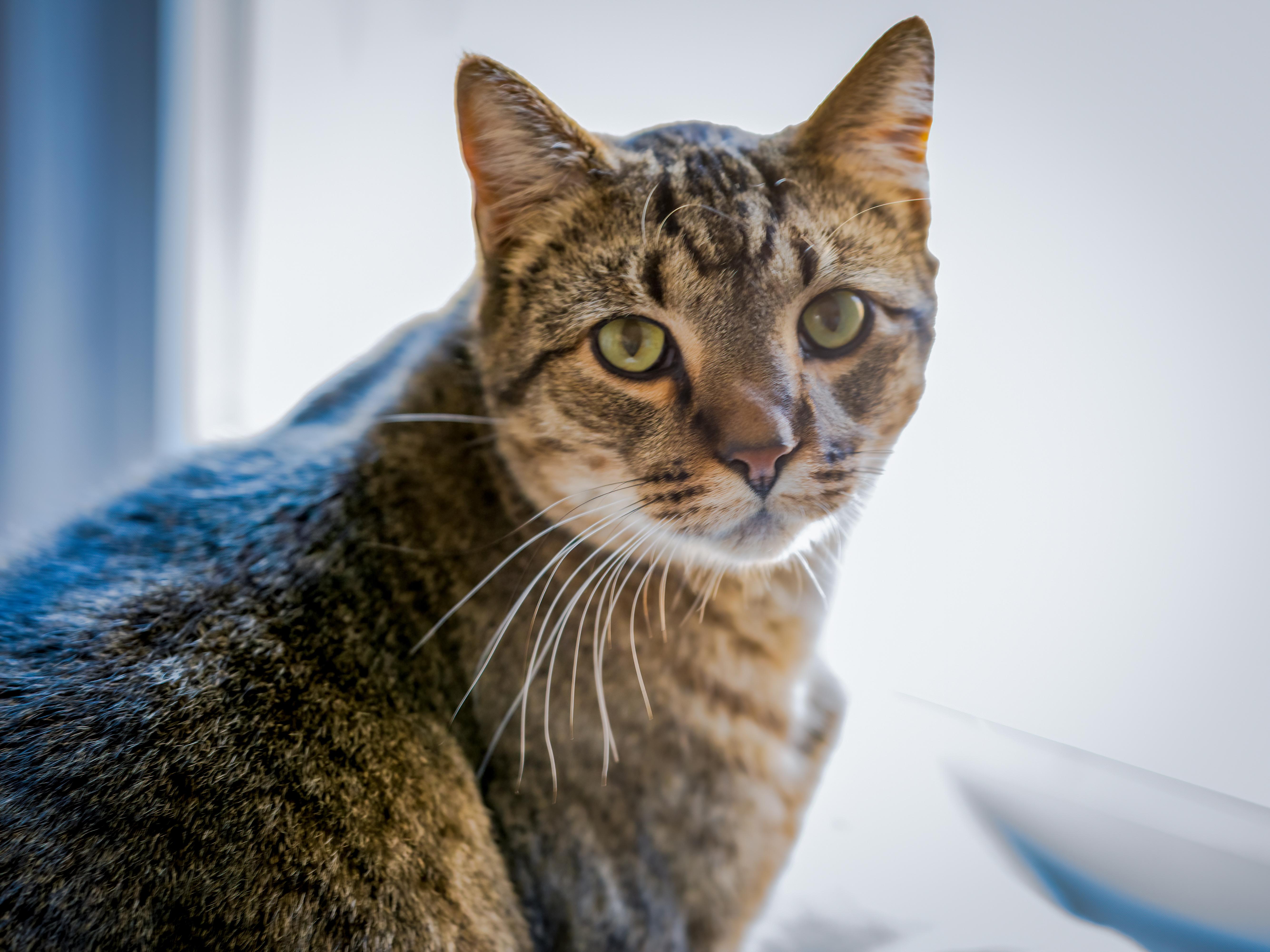 Arturo, ADOPTABLE, Adult Male Domestic Short Hair.
