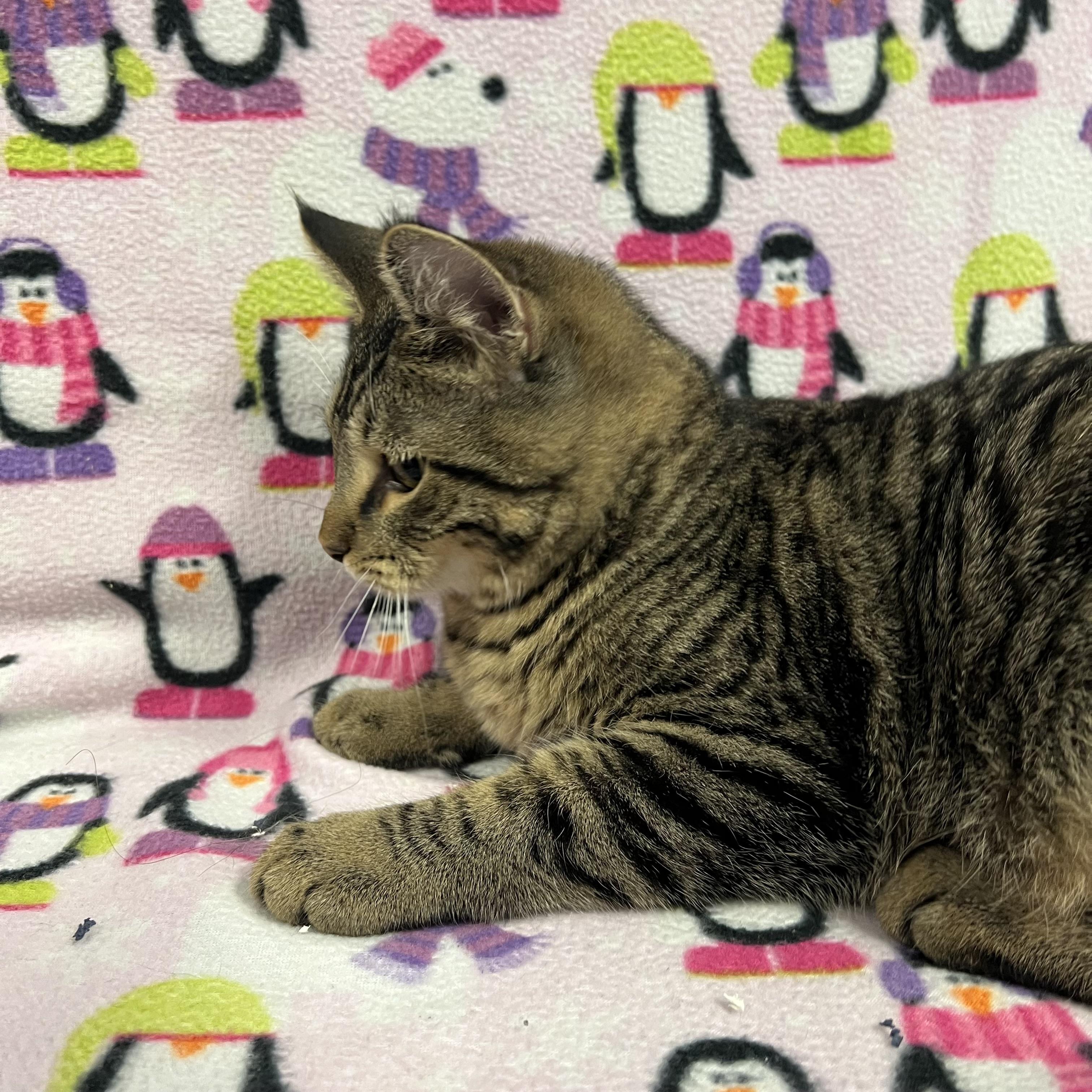 Benedict, a Adoptable Domestic Short Hair in Fairmont, MN image 3/4