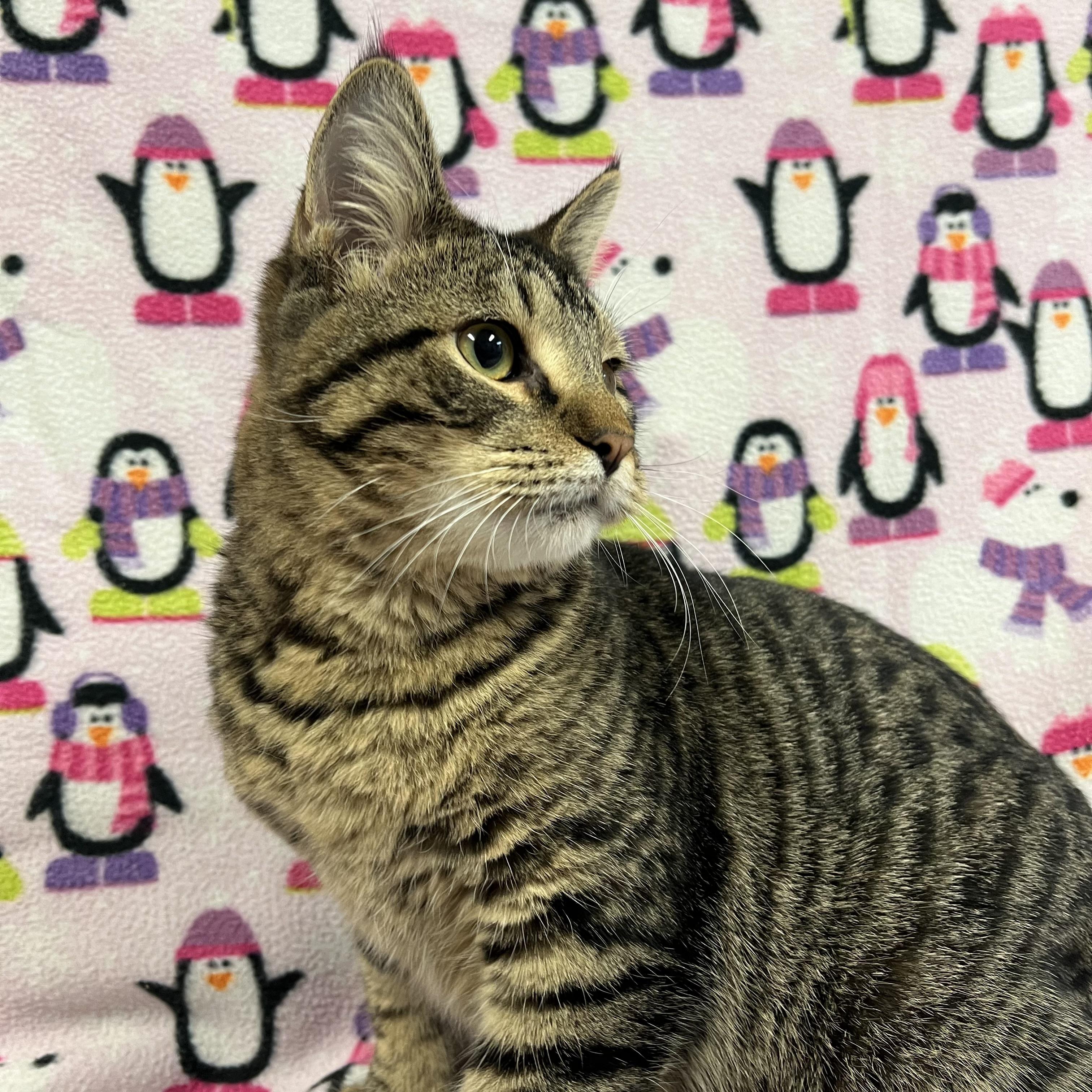 Benedict, Adoptable, Young Male Domestic Short Hair.