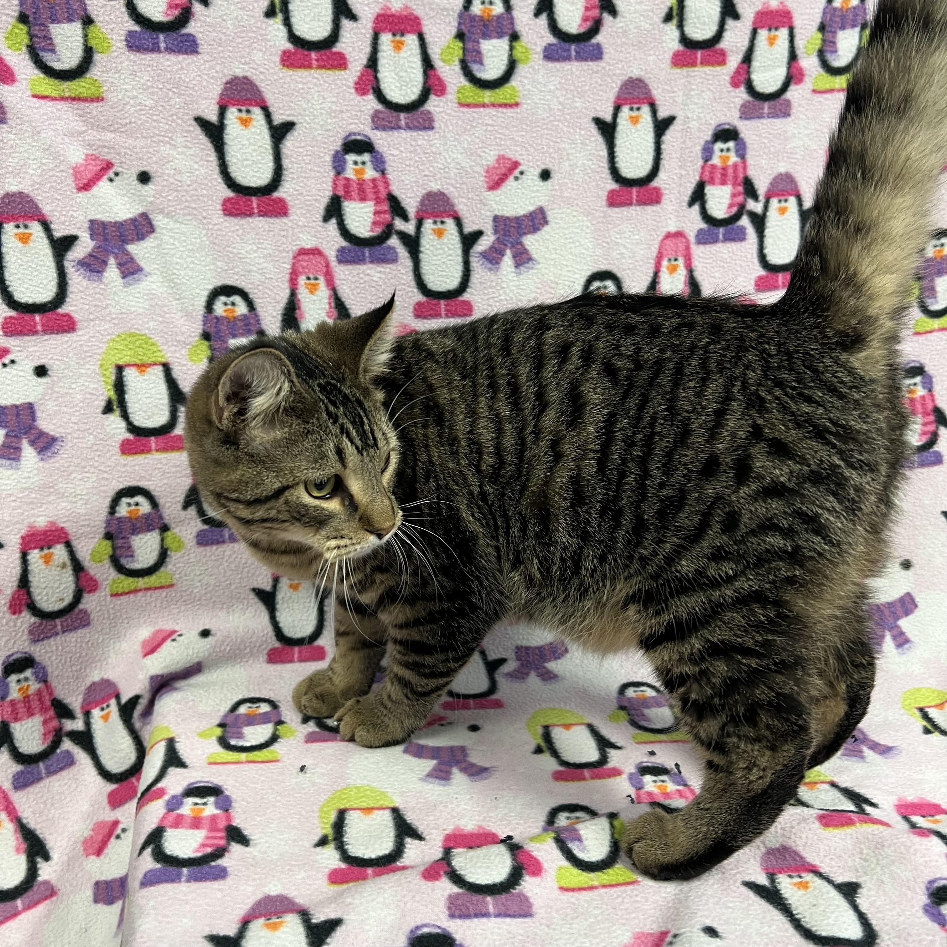 Benedict, a Adoptable Domestic Short Hair in Fairmont, MN image 4/4