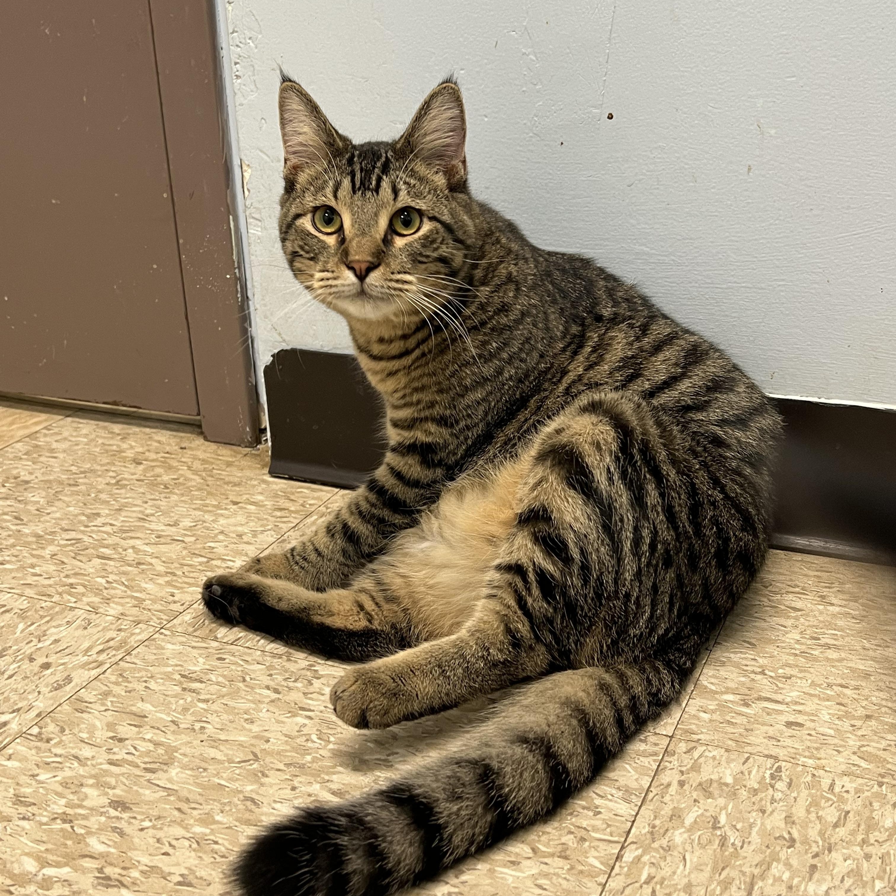 Benedict, Adoptable, Young Male Domestic Short Hair.