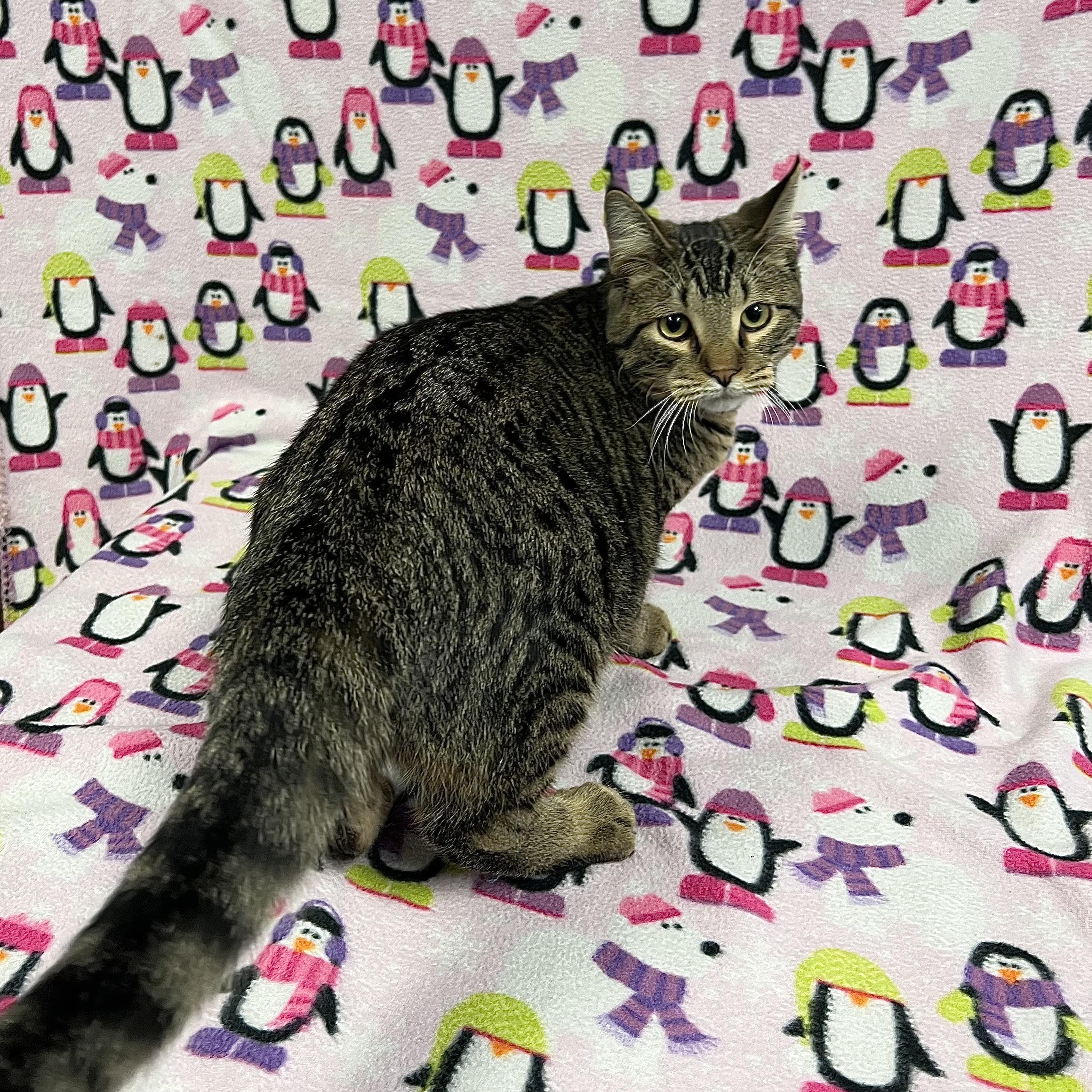 Benedict, a Adoptable Domestic Short Hair in Fairmont, MN image 2/4