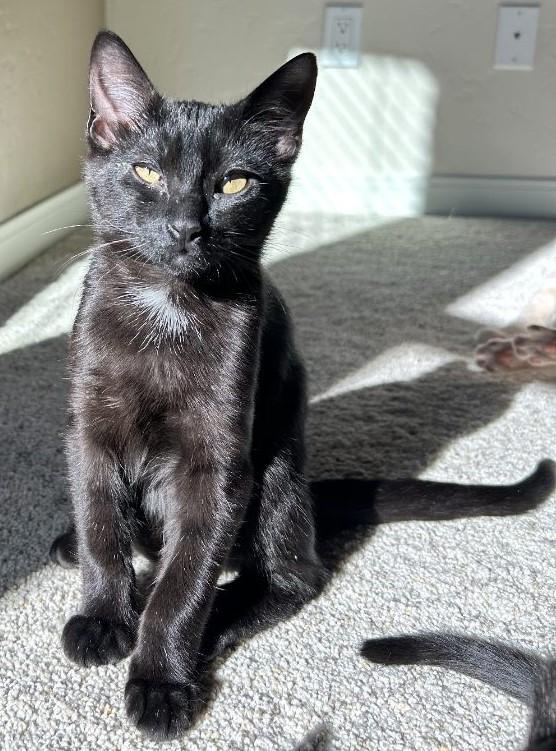 Binx: A Little Black Ball of Energy, ADOPTABLE, Kitten Male Domestic Short Hair.