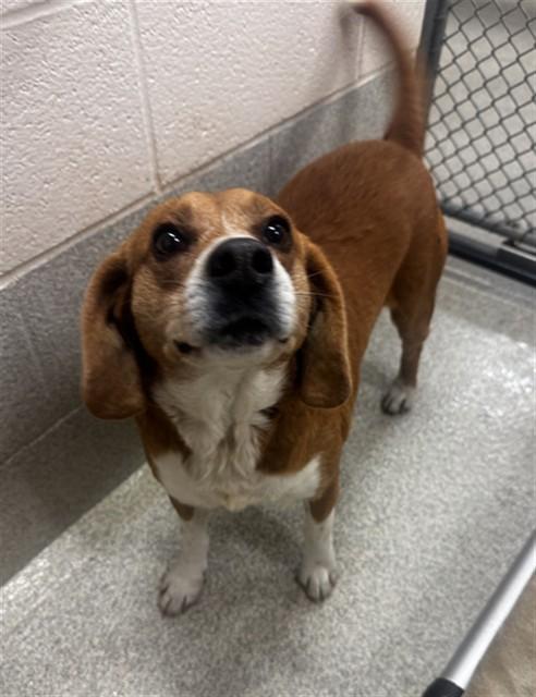 WILBUR, Adoptable, Adult Male Beagle.