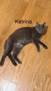 Katrina, Adoptable, Young Female Russian Blue.