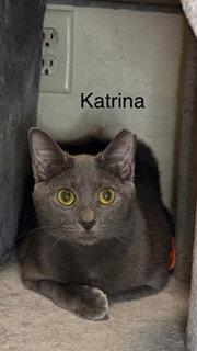 Enlarge Katrina, a Adoptable Russian Blue in Oakland Park, FL image 2/3