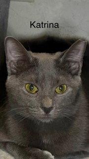 Enlarge Katrina, a Adoptable Russian Blue in Oakland Park, FL image 3/3