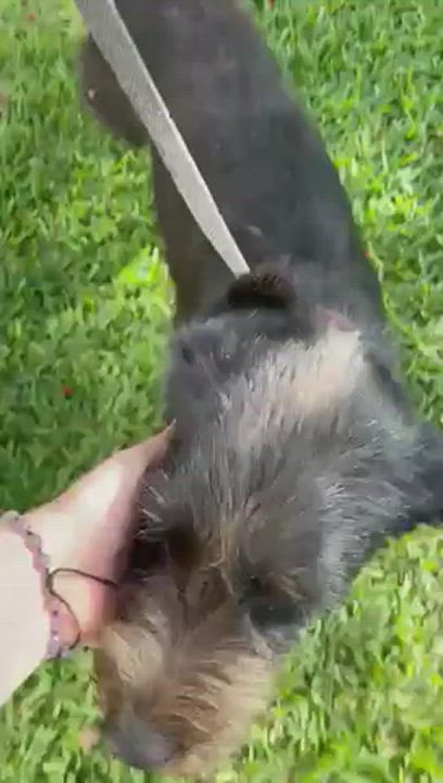 Enlarge Newbie, a Adopted mixed breed in Incline Village, NV video 6/12