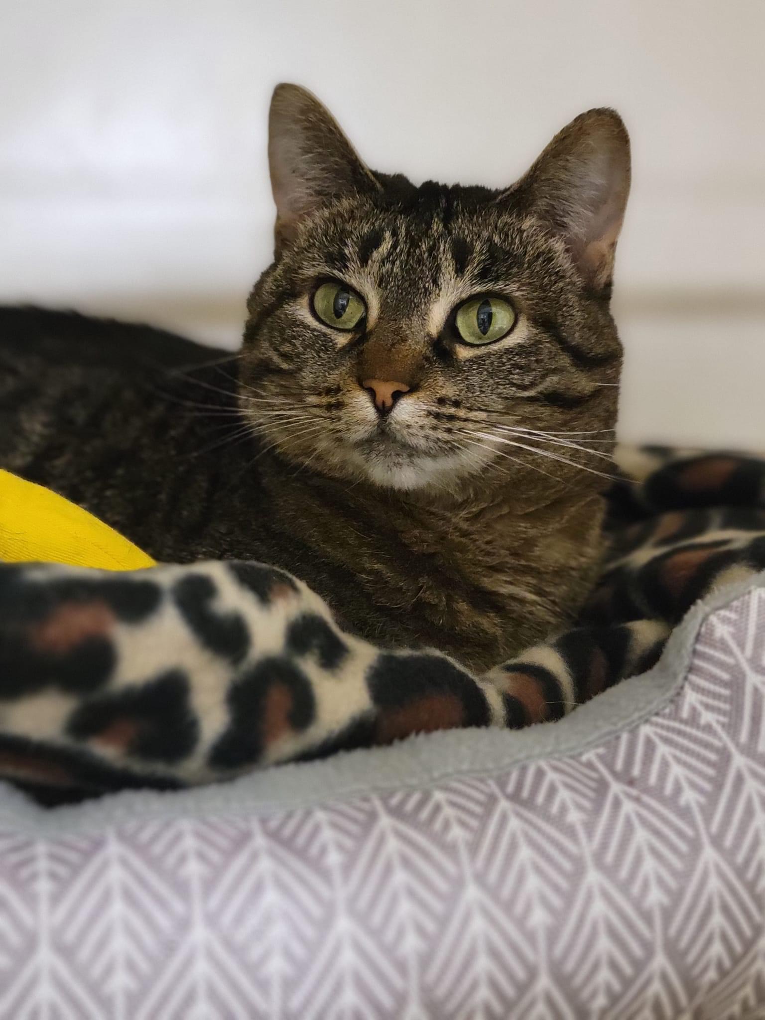 Tilly, Adoptable, Adult Female Domestic Short Hair & Tabby.