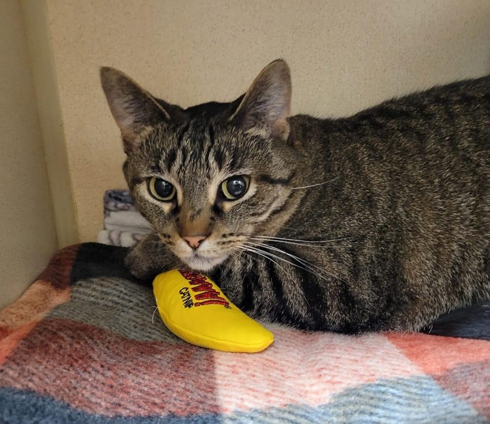 Tilly, a Adoptable mixed breed in Blaine, MN image 2/2